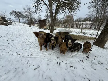 Kune Kune Ferkel Weideschweine