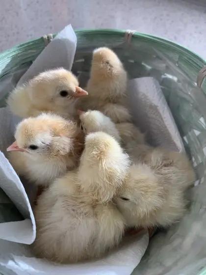 Sulmtaler Küken und Mixe abzugeben