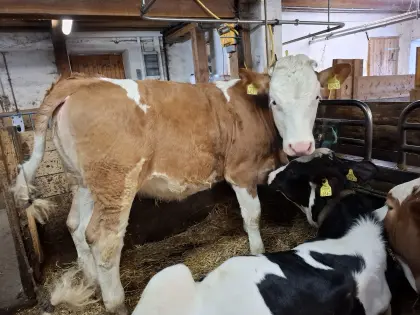 Fleckviehkalb enthornt 6 Monate