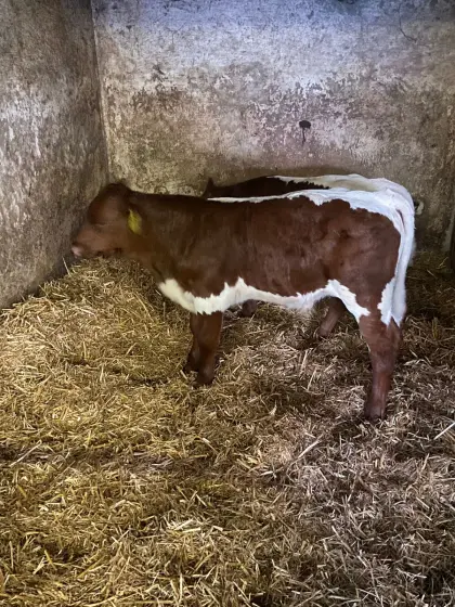 Original Pinzgauer Stierkalb