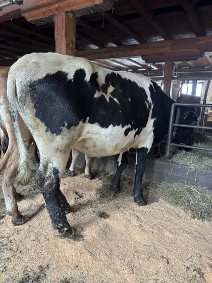 Bio Pinzgauerkalbin schwarz