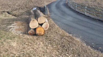 RUNDHOLZSTÄMME - EICHE - ESCHE - AHORN