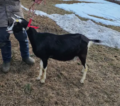 Bündner Strahlenziege