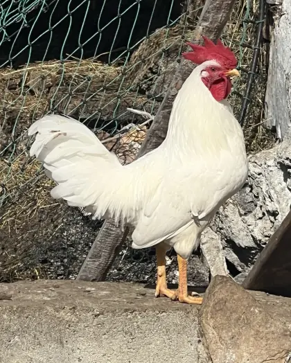 Zwerghahnmixe in weis, sperber und susexfarbe