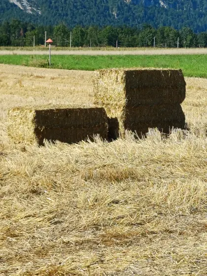 Stroh, Stroh in Quaderballen groß, Großstrohballen