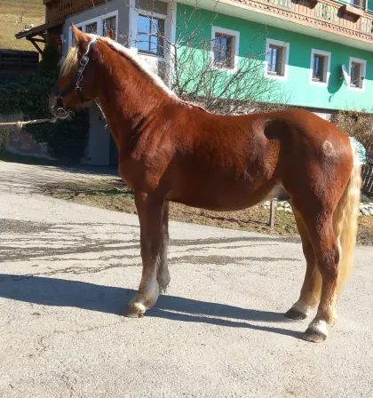 Noriker Fuchs Hengst