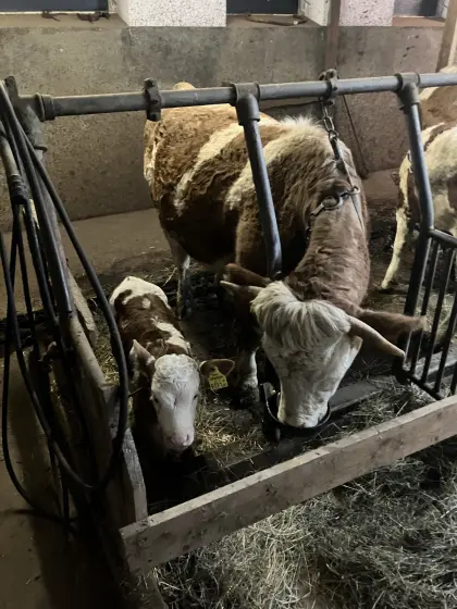 Bio Fleckvieh Mutterkuh mit Kalb