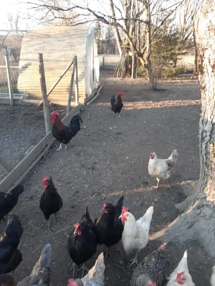 Buntleger Hennen und Hähne