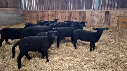 Jura/Jura-Merino Zuchtlämmer