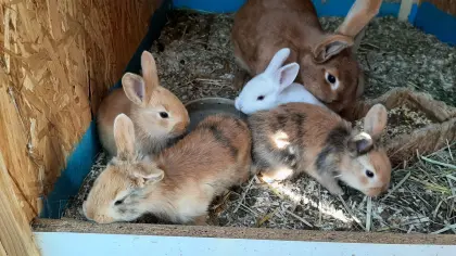 Rote Neuseeländer Mix Kaninchen