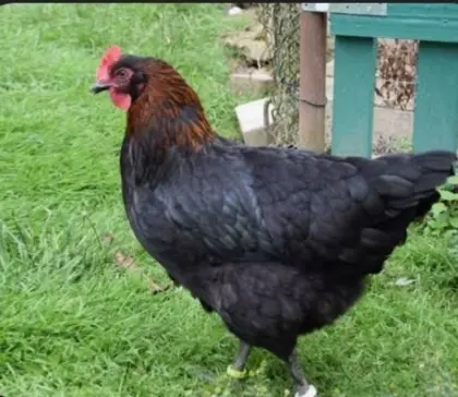 Maran Grünleger Junghennen