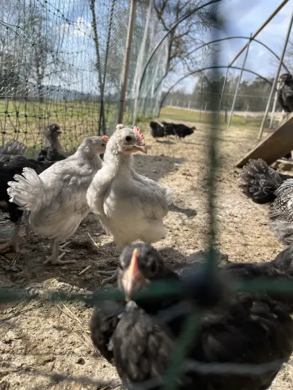 Reinrassige Bresse Gauloise Bleu Küken