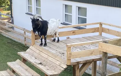 Verkaufen unseren Zwergziegenbock  Timi