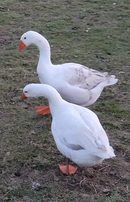 Gänsebruteier abzugeben!