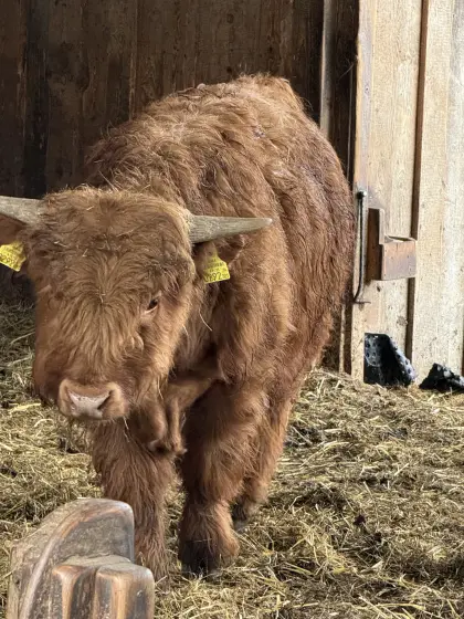 BIO Hochlandrinder STIER und Kalbinnen