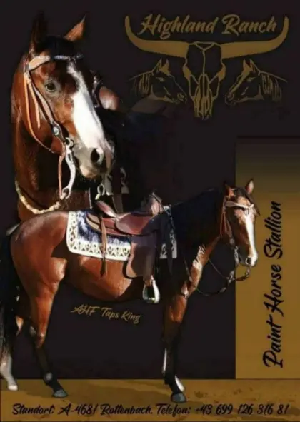 DECKANZEIGE APH Hengst