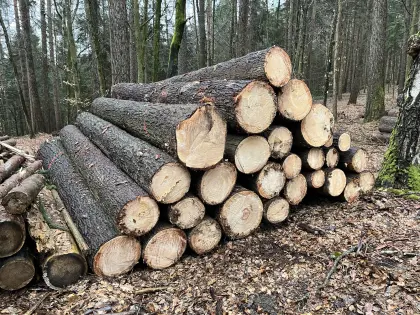 Weymouthskieferstämme