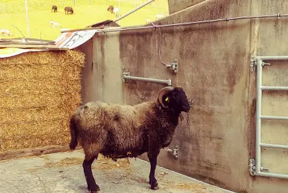 Verkaufe Steinschaf-Widder