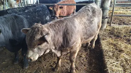 Bio Angus Einsteller männlich