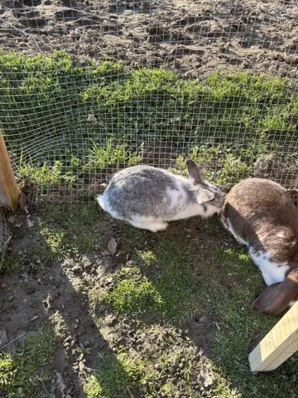 Mehrer Zwegkanichen abzugeben