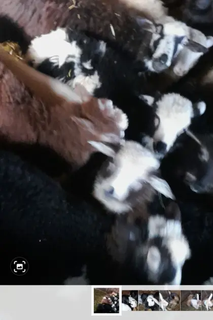 Verkaufe Schaflämmer