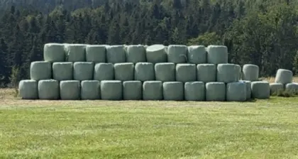 Grassilage-Ballen 4. Schnitt mit Futteruntersuchung