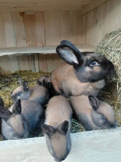 Thüringer Kaninchen