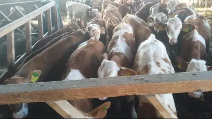 Fertig-Mäster gesucht!