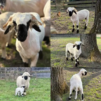 Walliser Schwarznasenschaf Widder BIO