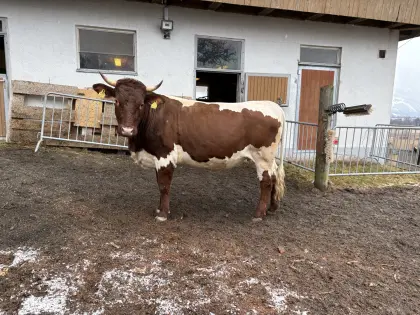 Pinzgauer Bio Kalbin