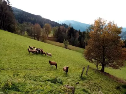 Braune Bergschafe BIO