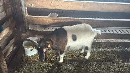 Verschenke Zwerg-Ziegenböcke