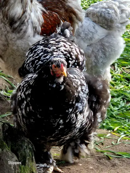 Brahma Bruteier mottled, blau-mottled, sehr selten