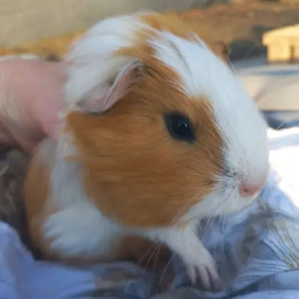 Meerschweinchen