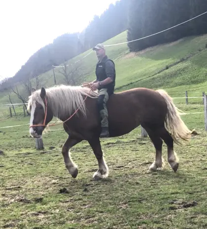 Sanftmütige Norikerstute 7 Jahre