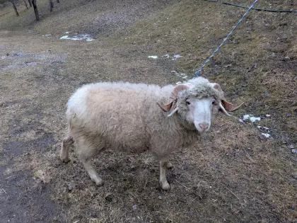 Montafoner Steinschaf, HB-Widder