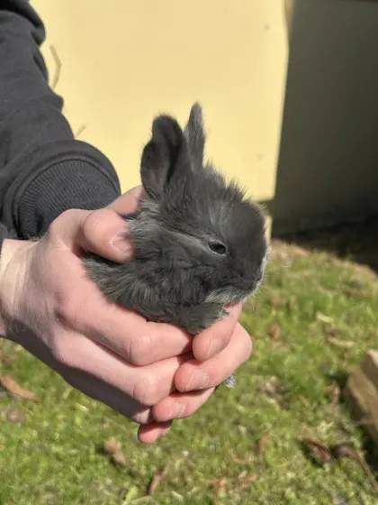 Junge Deutsche Riesen Fleischhasen