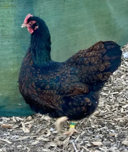 Bruteier Barnevelder blau-braun und schwarz-braun doppelt ge