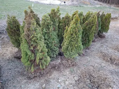 Thujen . Thuja Smaragd . 24 x