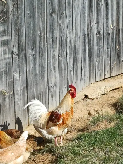 Junghähne Herbert und Benni