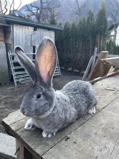Riesenschecken Rammler Chinchillafarbig