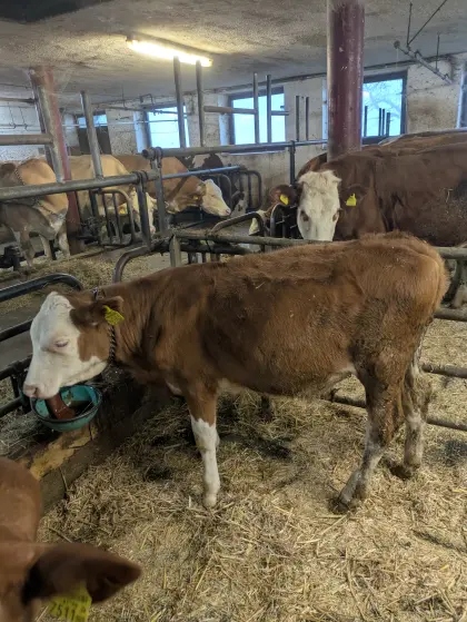 Verkaufe Fleckvieh Zuchtkalb