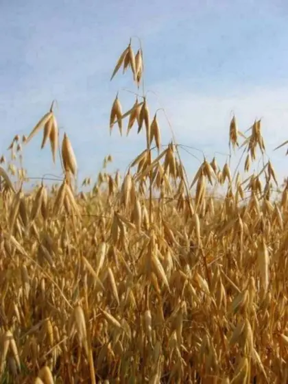 Suche Hafer Bio, 1 Nachbau