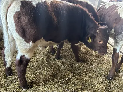 Pinzgauer Einsteller