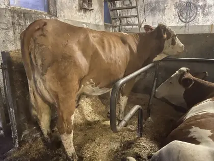 Hornlose Erstlingskuh