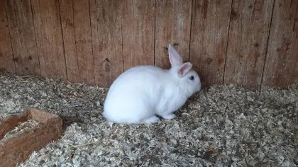 Zwergkaninchen Jungtiere