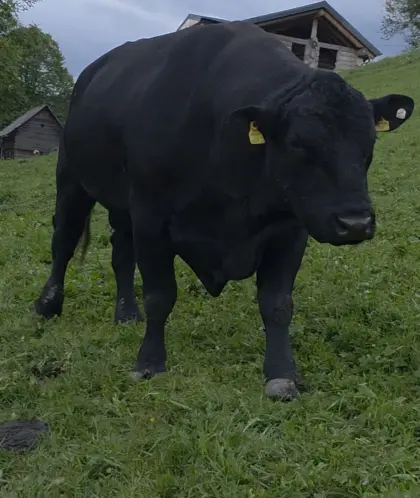 Aberdeen Angus Zuchtstier zu verkaufen