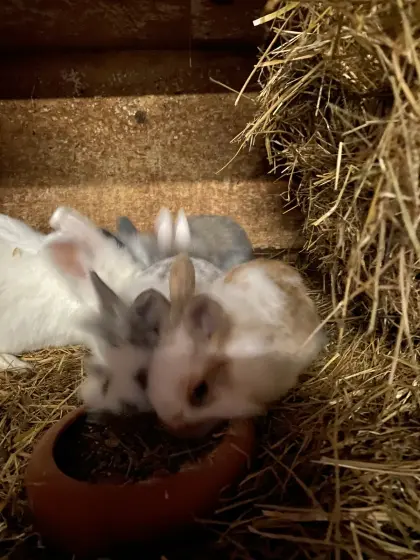 Ältere Zwergkaninchen