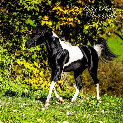 Wunderschöner Prämienhengst Deckanzeige