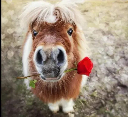 Suche Pachtstall/Einstellplatz